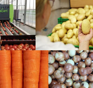 Soluções para Packing House: Batata, Cebola, Tomate, Cenoura e Alho