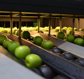 Soluções para Packing House: Maçã, Kiwi e Frutas de Caroço